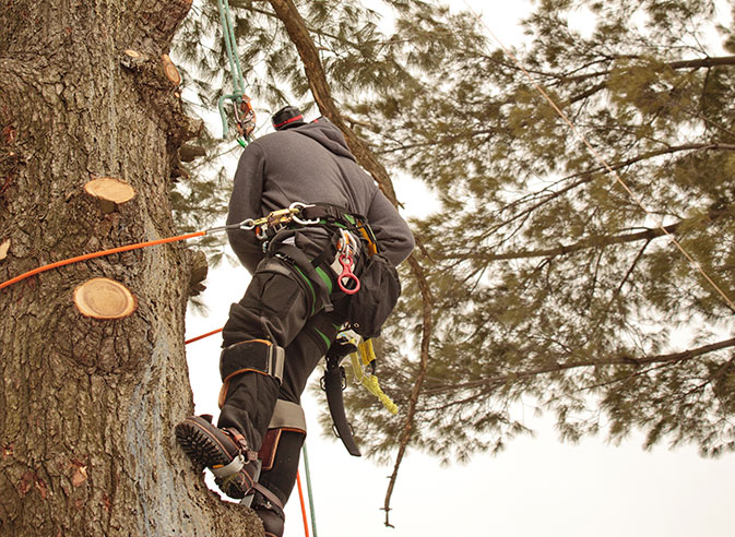 Summit Tree Care LLC employee trimming a tree