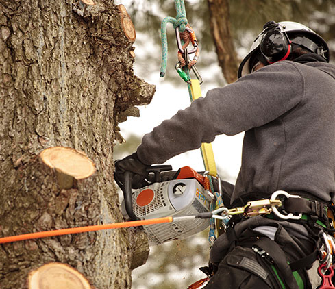 Summit Tree Care LLC employee cutting a tree down