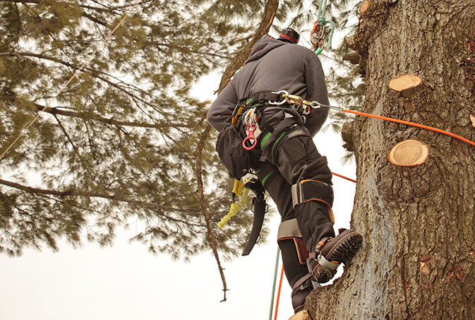 Summit Tree Care LLC employee trimming a tree
